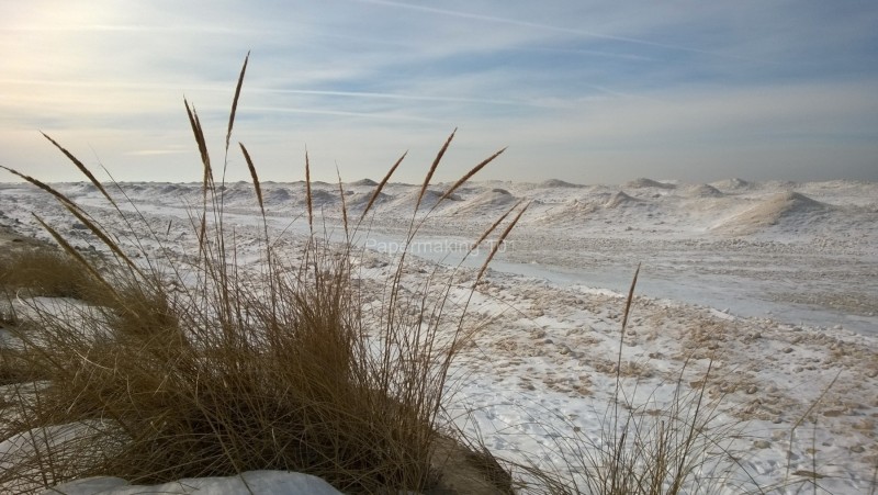 Ice through the dune grass